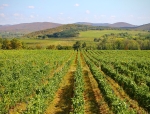 Лозов масив Шипката